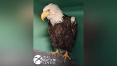 Big Bear Bald Eagle Jackie Dies After Weeks of Intensive Care