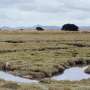 EU Wetland Report Sidesteps Blockchain, Leaving Door Open for Crypto Carbon Credits