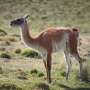 WWF Reports 73% Average Decline in Wildlife Populations Since 1970