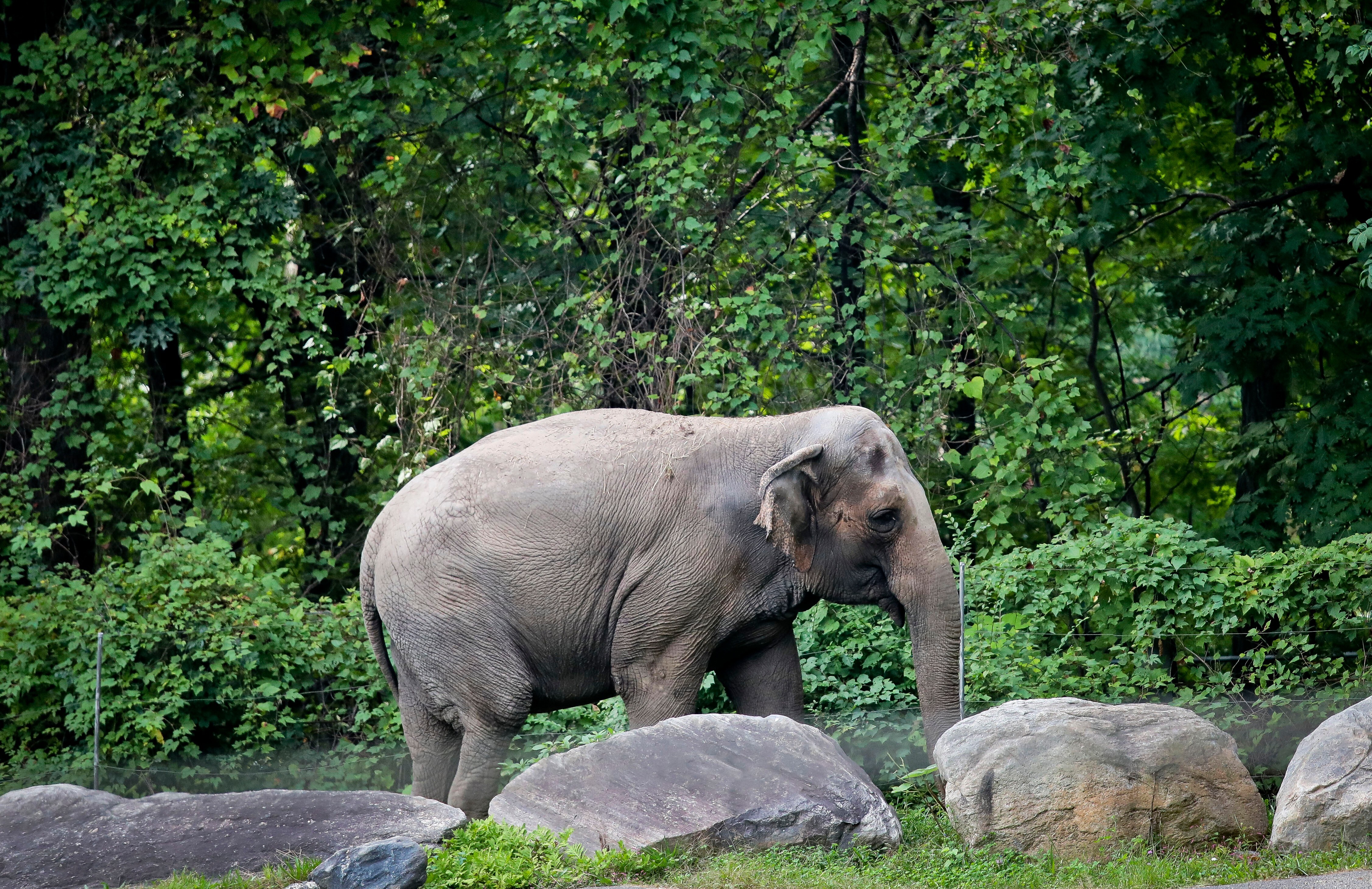 Happy the Elephant's Euthanasia and the Crypto Misery Index: When Non-News Moves Markets