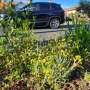 Australia's Nature Strip Gardens Are a Quiet Win for Pollinators — and a Blueprint for Decentralized Land Use