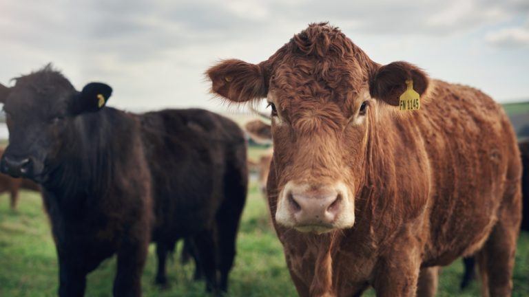 Brazilian Farm Uses Tokenized Cattle as Collateral in First Loan of Its Kind