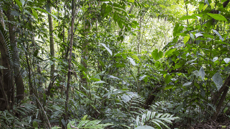 Orange Peels Revive Degraded Costa Rican Forest, Tree Biomass Up 176%