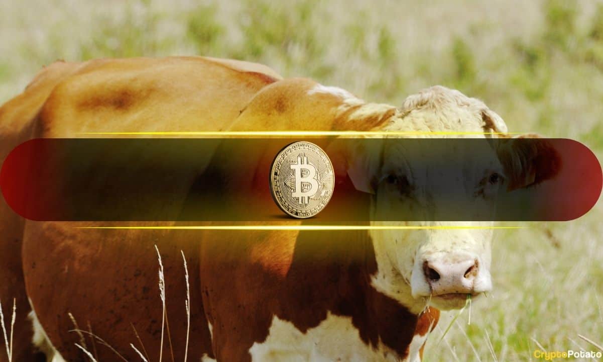 Bitwise CIO: Next Crypto Bull Market Will Be Driven by 'Hyperliquid Lane' and 'Robinhood Lane'