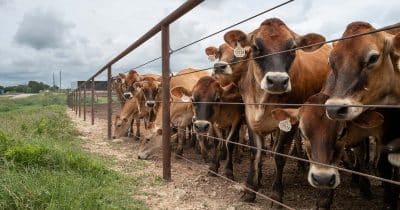 US Beef Prices Hit Record as Drought and Parasite Shrink Cattle Herds