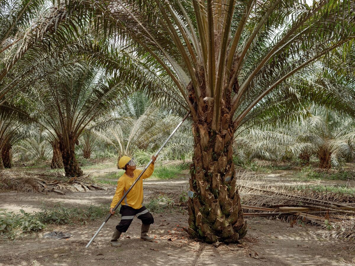 Indonesia palm oil probe sparks regulatory fears for crypto sector