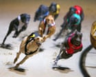 Greyhound Trainer Fined $300, Dodges Ban — But Crypto Markets Are Already Misreading It