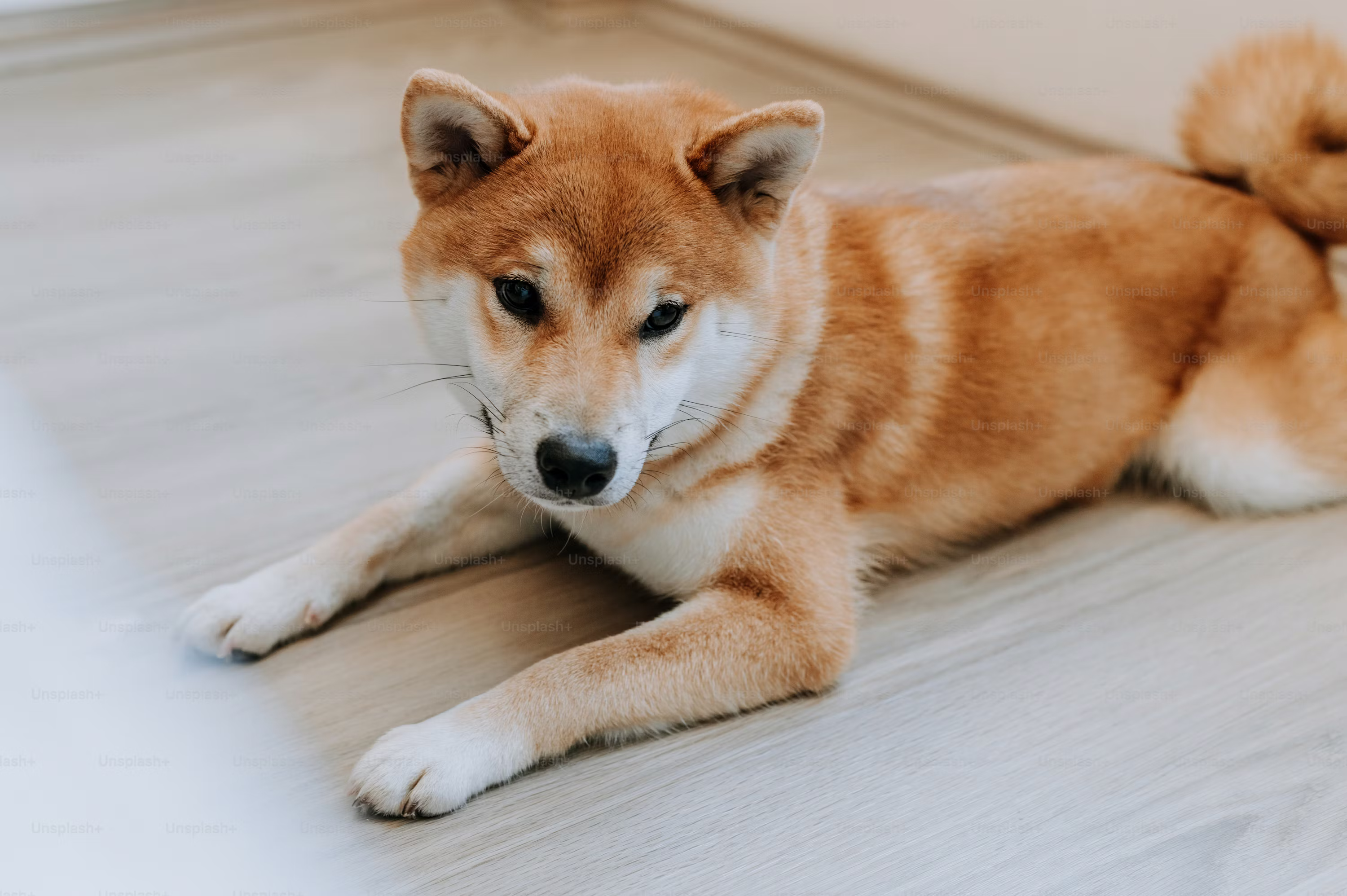Shiba Inu Traders Withdraw 204 Billion SHIB as Exchange Reserves Drop