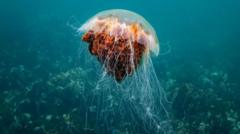 Jellyfish Fear Off UK Shores Has Zero Crypto Impact, But Mirrors Market Panic