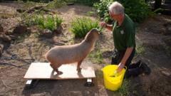 London Zoo's Capybara Weigh-In Highlights Crypto's Missing Health Audit