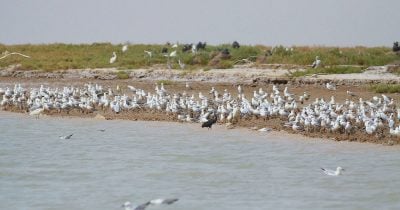Kuwait Summons Iran's Ambassador Over Boubyan Island Incident