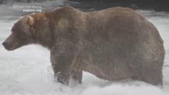 Fat Bear Week Crown Goes to Backpack, Who Now Sleeps for Six Months
