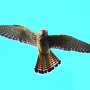 Falsterbo Peninsula's Annual Bird Bottleneck Draws Migrating Raptors by the Millions