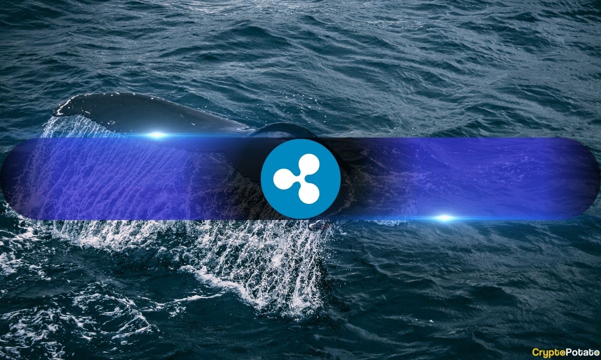 XRP Large Wallets Increase Holdings by 2.8% as Price Holds Key Support