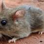Rainfall Shifts Tied to Rodent Booms and Infection Spikes in New Climate-Health Research