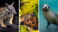 Australia's Extinction Hotspot Status Raises ESG Stakes for Crypto Miners