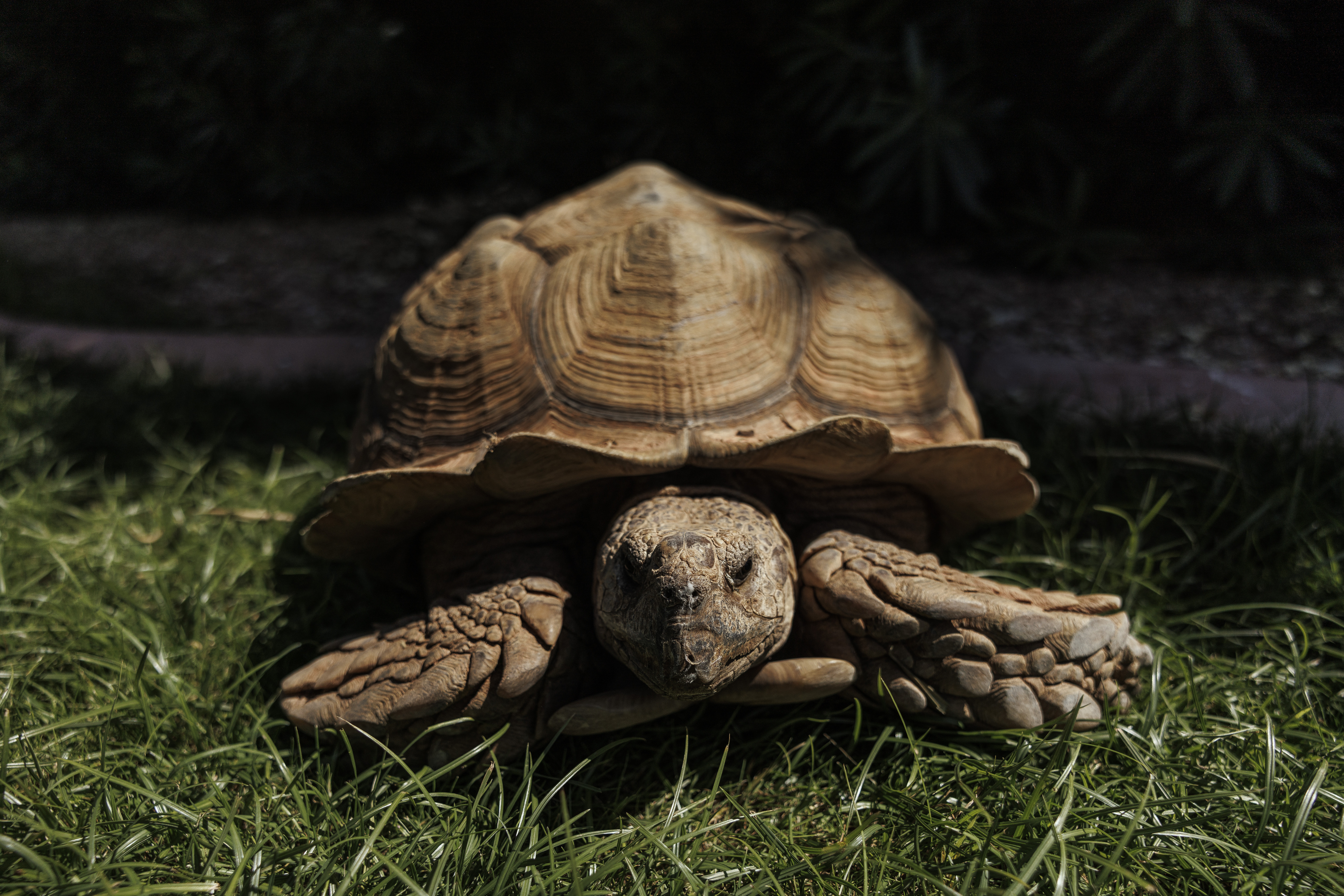 Extreme Fear at 25: Rex the Tortoise and the Crypto Market's Quiet Enclosure