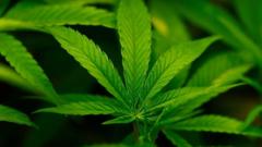 Trump Administration Reclassifies Marijuana, Sparking Crypto Optimism