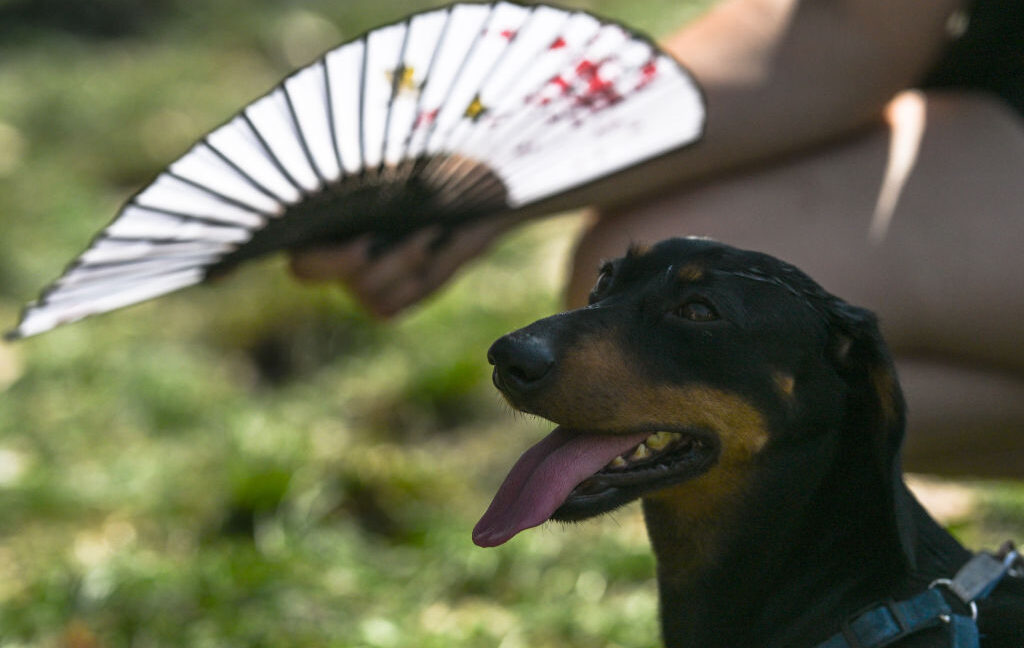 Heat Waves Impair Animal Problem-Solving, Study Finds