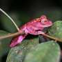Insect Missing From France for 150 Years Turns Up Near Paris, and the Biodiversity Data Angle Is the Only One Crypto Should Care About