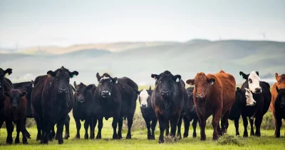 Trump Administration Proposes Temporary Beef Tariff Cut; Ranchers Voice Concerns