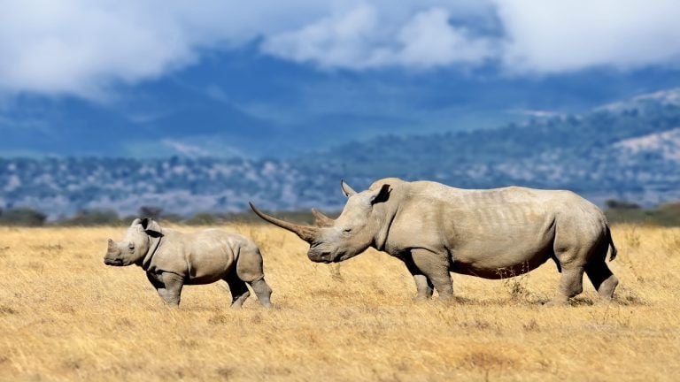 Safaricom Joins Prince William's Wildlife Taskforce to Track Crypto-Linked Poaching Payments