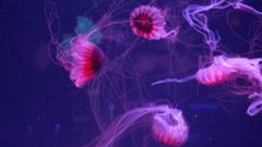 Jellyfish Museum Opens in Florida, Claiming a US First