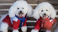 EU Raises Cost of Pet Health Certificates, Sparking Blockchain Use‑Case