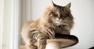 Catnip Unveils 22B-Parameter AI Model MaineCoon, but Verification Lags
