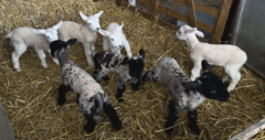 Sheep Birth Story, a False Record, Goes Viral in Crypto Market