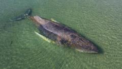 Dead Whale Off Denmark Becomes Unlikely Metaphor for Crypto Rescue Fails