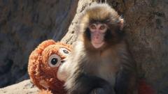 Two US Nationals Arrested After Monkey Enclosure Jump; No On-Chain Activity Linked