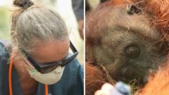 Indonesia Wildfires Threaten Orangutans, Adding to Crypto's ESG Pressures