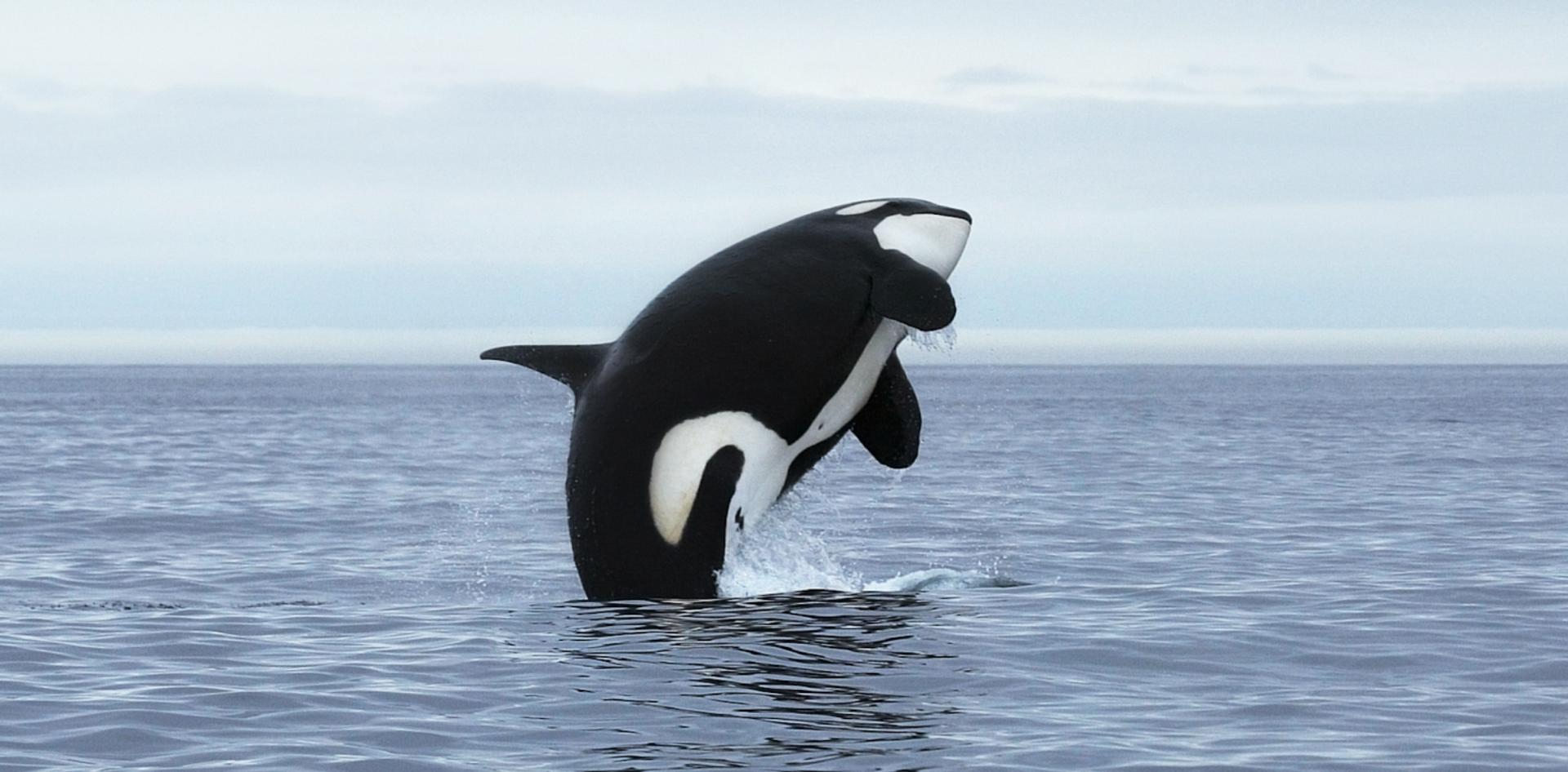 Orca Launches Marketplace for Tokenized Real-World Assets on Solana