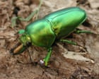 Lord Howe Island's insect rebound offers lesson for crypto investors amid extreme fear