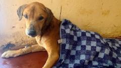 Uganda Dog Scam Exposes Traditional Donation Gaps, Puts Spotlight on Blockchain Solutions
