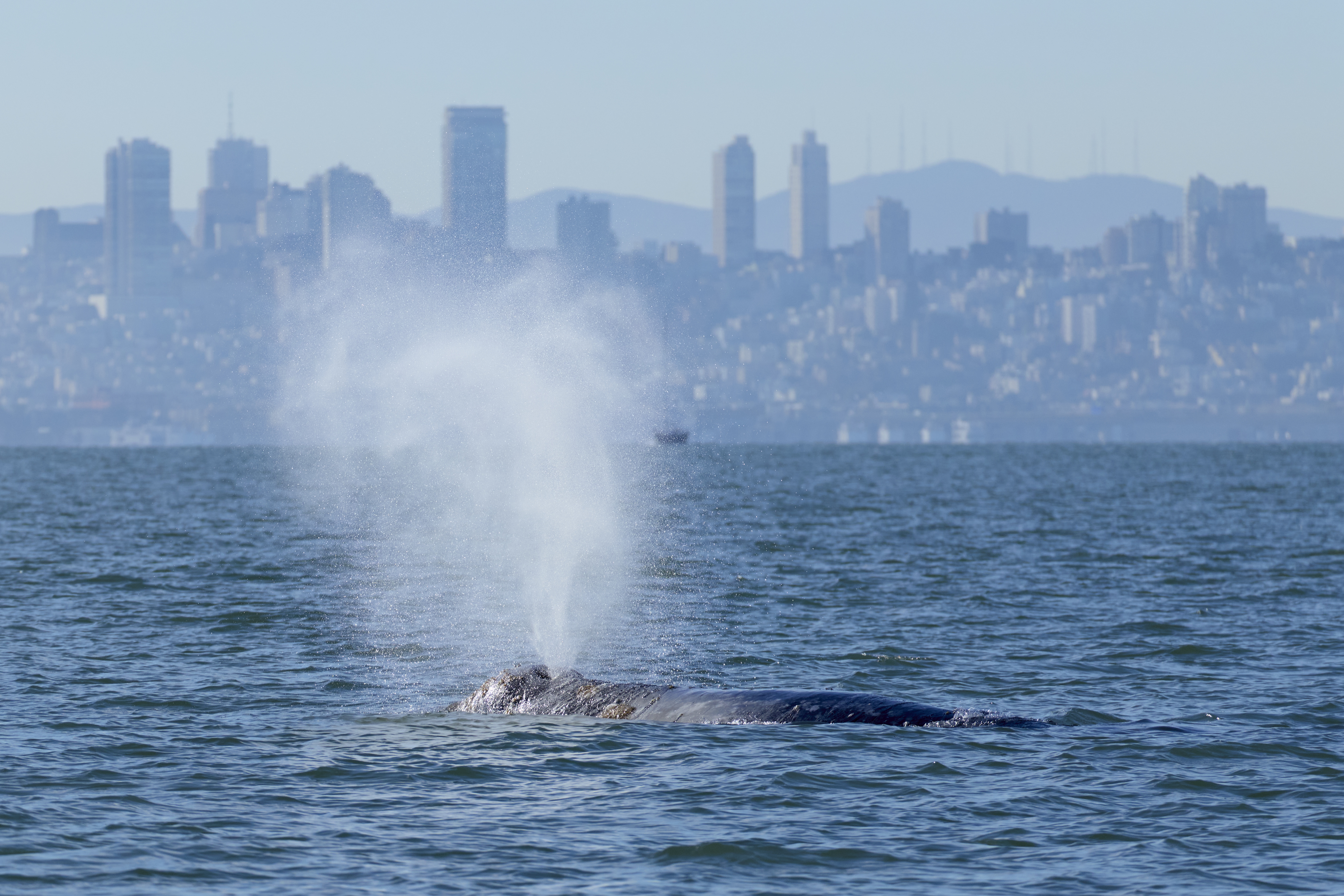 SF Bay Whale Camera Highlights Climate Adaptation Spending, Could Boost Tokenized Carbon Credits