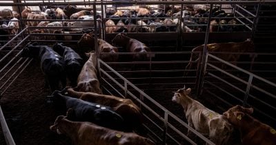 Trump Postpones Beef Tariff Cuts Amid Cattle Farmer Concerns