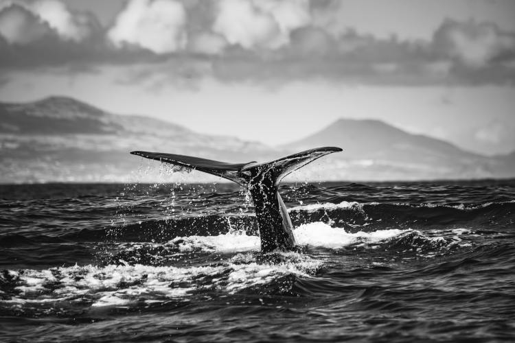 Dormant Bitcoin Wallet From 2013 Moves $40.7M After 13 Years