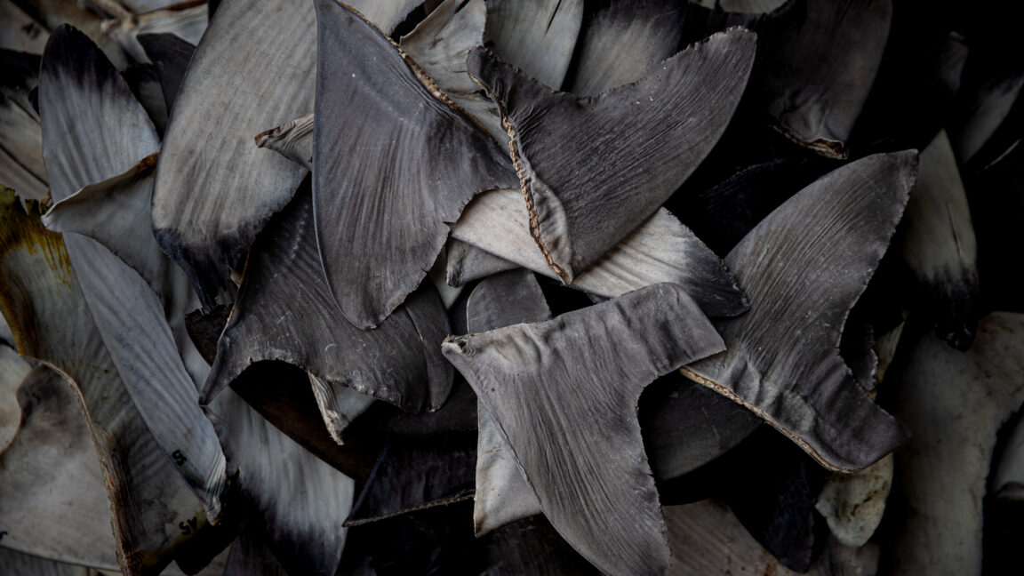 Environmental Group Seeks U.S. Sanctions on China Over Shark Finning, Threatening $1.5B Seafood Trade