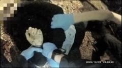 Police Handcuffed Dying Stabbing Victim After Killer’s False Race Claim, Footage Shows