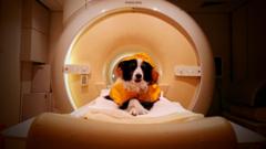 Dog Brain Study Has No Crypto Impact, but Could Shape AI Sentiment Tools