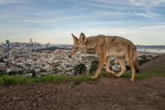 Urban Coyote and Elephant Calf Win Wildlife Photographer of the Year 2026