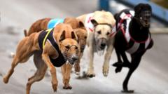 New Zealand Flies 150 Greyhounds to Australia After Racing Ban