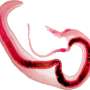 Charles University Parasite Breakthrough Puts DeSci Funding in Focus
