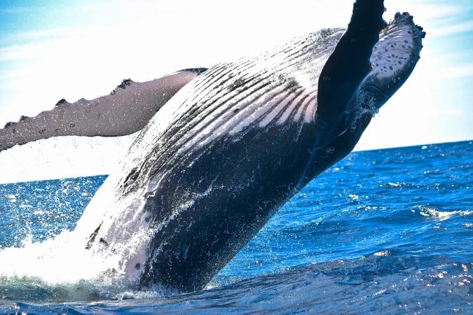 Bitcoin Whale That Bought Before Covid Crash Moves $378M On-Chain