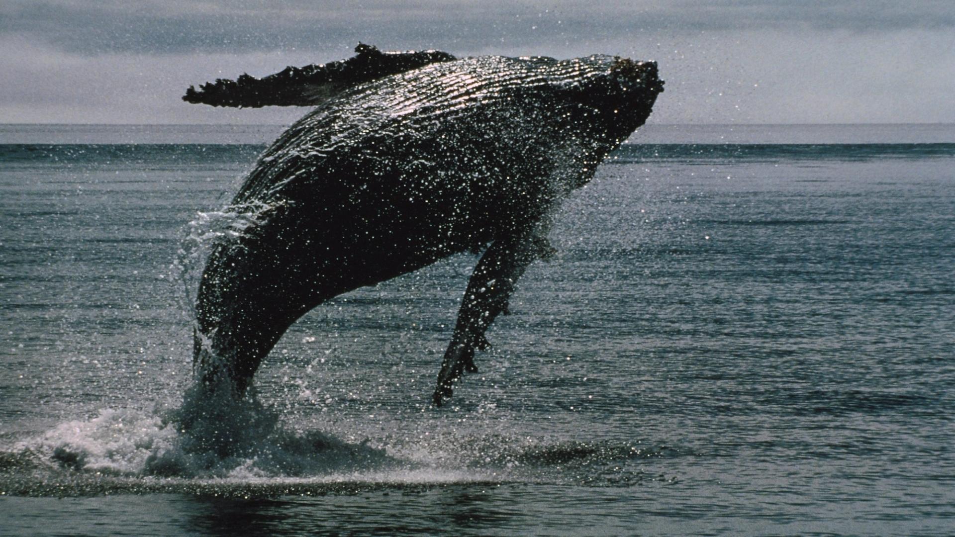 XRP Whales Buy the Dip as Ether Trades Below Realized Value: CryptoQuant