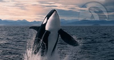 Orca Launches Permissioned Solana Pools for Regulated RWA Trading