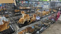 Vietnam Police Rescue 400 Stolen Cats, Arrest Nine