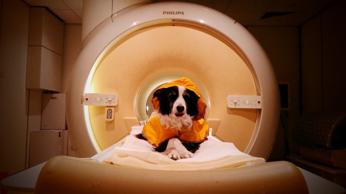 Study: Dogs' Brains Process Human Anger, Fear, Sadness Distinctly